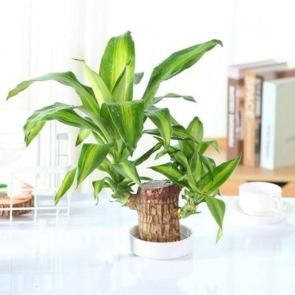 Trendy Brazilian Lucky Wood Mini Plant for Stylish Home Decor with Good Vibes 🌿✨