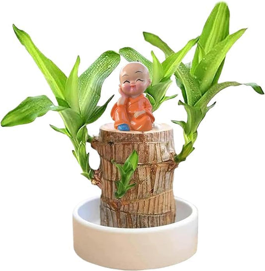 Trendy Brazilian Lucky Wood Mini Plant for Stylish Home Decor with Good Vibes 🌿✨