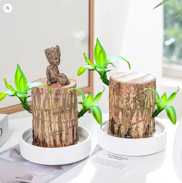 Trendy Brazilian Lucky Wood Mini Plant for Stylish Home Decor with Good Vibes 🌿✨