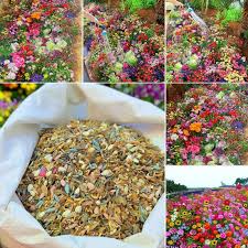 Varieties of Flower Seeds (Pack of 100) And Get Plant Growth Supplement Free